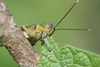 Abisares viridipennis viridipennis (Burmeister, 1838): feeding individual (Kenya, Karen Ngong Hills). (Otu).