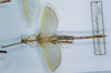 CollectionObject 1558410; e1403b8f-81b4-40b8-831c-b0d06b03da3e: copyright MNHN, Paris. male of synonym Diura discolor (syntype). (CollectionObject).;CollectionObject 1558411; 49535be7-9682-4b58-a50f-c5a41543865a: copyright MNHN, Paris. male of synonym Diura discolor (syntype). (CollectionObject).
