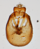 Pygofer, ventral view: !! display not done !! on Eumetopina flavipes Muir, 1913: (Observation).