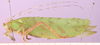 CollectionObject 1530771; 89db31a2-02d0-4bc1-8332-91e23eff4670: female, lateral view. (CollectionObject).