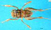 CollectionObject 1500216; fd4d5b90-ec38-47db-878d-60eb570bd3cf: female, dorsal view (lectotype). (CollectionObject).