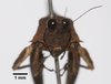 CollectionObject 1599713; d8d76795-6a08-44e9-bb09-09d831e4118b: male, frontal view (paratype). (CollectionObject).