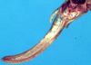 CollectionObject 1522295; 216a2a58-32c5-481f-a8aa-5f85ce365e22: ovipositor (holotype of Xiphidiopsis omeiensis). (CollectionObject).
