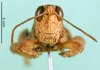 CollectionObject 1501237; 60324135-e2a9-4c19-8bd7-b82a9368037b: male, frontal view (syntype). (CollectionObject).