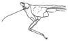 Indomiriatra provertex (Hancock, 1912): Fig. 219. female, partial lateral view. (Otu).