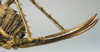 Hetrodes pupus pupus (Linnaeus, 1758): female ovipositor (holotype of Hetrodes macrurus). (Otu).