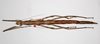 CollectionObject 1574012; 1d7906f7-cbcb-4906-8954-9eca935a67bf: copyright ZMHB, Berlin. female of synonym Nesiophasma eremothocus (holotype). (CollectionObject).