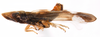 Habitus, lateral view: !! display not done !! on Neomegamelanus lautus (Metcalf, 1923): (Observation).