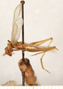 CollectionObject 1499368; 38f55f1b-2b2a-46dc-9bdd-2e85681c70b9: male, lateral view (holotype). (CollectionObject).