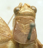 CollectionObject 1505862; 194c67dd-bbfa-4e0a-8203-bed6f453dd59: female pronotum dorsal (holotype). (CollectionObject).