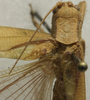 CollectionObject 1535907; f13f456b-d421-486a-a9f9-1dc2dcf72abf: male pronotum, dorsal view (syntype). (CollectionObject).
