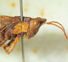CollectionObject 1498705; c17090d7-5ef8-4672-a32b-f6e027c7f5c6: male head and pronotum, lateral view. (CollectionObject).