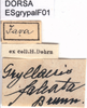 CollectionObject 1537658; a005ae3d-091a-44b1-8e2a-09845f1a11ef: labels. (CollectionObject).