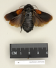 Panesthia regalis Walker, 1868: Copyright Natural History Museum, London. Paralectotype (adult male) in BM(NH). Dorsal view. (Otu).