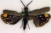 CollectionObject 1500516; fe0bf33e-5d10-4073-9d1b-99cb5faa737b: female, dorsal view (holotype). (CollectionObject).