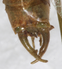 CollectionObject 1532123; NMW 7251, 6caafc8d-56bd-44ad-aed9-ee52b3bb9012: male cerci, dorsal view (syntype). (CollectionObject).