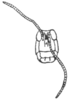 Heliastus sumichrasti (Saussure, 1861): P. 403, Fig. 2 (after type). female head, cephalic view (H. costaricensis). (Otu).
