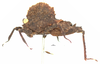 CollectionObject 1567902; 54813aa2-f50d-4f8d-b7da-77fc98a60862: female, lateral view (paratype). (CollectionObject).