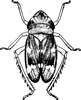 Habitus, dorsal view: !! display not done !! on Planaphrodes bifasciata (Linnaeus, 1758): Habitus, dorsal view. (Observation).