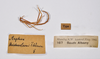 CollectionObject 1563565; d41d369d-1598-4dda-8d7a-53f89270c85e: Copyright ZMHB, Berlin. female nymph, data labels (syntype). (CollectionObject).