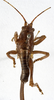 CollectionObject 1530617; de883d89-73fd-421a-b272-4b246b28f80b: female, dorsal view (syntype of Anthracites kilimandjaricus). (CollectionObject).