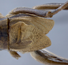 CollectionObject 1593797; bf6b5ddb-b125-47ce-a1b3-ebb4371be16a: male tegmina, dorsal view. (CollectionObject).