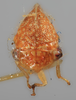 Head: !! display not done !! on Stictolobus minutus (Funkhouser, 1915): (Observation).
