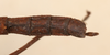 CollectionObject 1557782; NMW 64, d8b62e4c-4907-4032-8861-f888a6d85a22: copyright NMW Vienna. male: end of abdomen, dorsal view (holotype), copyright NMW Vienna. (CollectionObject).
