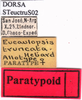 labels (allotype). Depicts CollectionObject 1530824; bac427de-329c-448b-afab-c560b19a2332, a CollectionObject.