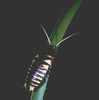 CollectionObject 1575766; b2aaacf4-edd1-44a4-88d5-4592ee1bc6a7: At night on grass leaf. (CollectionObject).