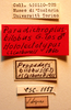 CollectionObject 1543604; df5d1572-b2ea-4caa-965f-73bef9a0b9db: labels (lectotype). (CollectionObject).