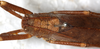 CollectionObject 1567684; NMW 24179, fec15615-bee2-4630-9cba-554deff0b50a: male, dorsal view. (CollectionObject).