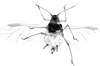 Habitus, dorsal view.: Body of A. pomi. (Observation).