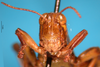 CollectionObject 1530676; bb2eff46-a62c-4d6c-9169-0e30a5663eaf: male, frontal view (syntype). (CollectionObject).