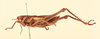 CollectionObject 1518628; ccf0e446-6cf9-4dfb-9e85-678e89fa3476, NHMUK015982219: male, lateral view (holotype). (CollectionObject).
