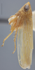 Habitus, lateral view: !! display not done !! on Arundanus flavotinctus (DeLong, 1916): Lateral. (Observation).