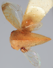 Habitus, dorsal view on Amastris minuta Funkhouser, 1922: (Observation).