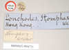 CollectionObject 1561200; NHMUK(SF IMPORT DUPLICATE) 844711, a735ba33-9d9d-4589-875e-5c975d4c8d40: copyright Natural History Museum, London. male, data labels of Lonchodes stomphax (holotype). (CollectionObject).