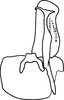 Subgenital plate, ventral view on Anufrievia expansa Cao & Zhang, 2018: Subgenital plate, dorsal view. (Observation).