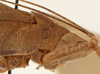 CollectionObject 1534569; 73957722-d5ba-4335-887b-bcb091f5668d: female pronotum, lateral view (holotype). (CollectionObject).