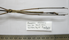 CollectionObject 1562670; 20603ec3-01e3-46c9-bf48-c588a60e8d8e: copyright FRIM. male: abdomen of Pharncia chiniensis (paratype). (CollectionObject).