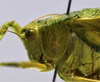 male head and pronotum, lateral view. Depicts CollectionObject 1593139; 108c83a4-41a2-4f64-8291-f31c6cb84968, a CollectionObject.