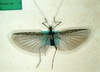 CollectionObject 1562606; ZMHUB 208, e526d242-7591-47dc-adcb-85b7ab0ebd97: copyright ZMHB. female of of synonym Euphasma bicorne (paralectotype). (CollectionObject).