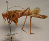 CollectionObject 1543555; dbf2aa70-cd2e-4bb8-a3d6-a142dc00a46c: male, lateral view (syntype). (CollectionObject).