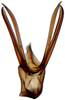 Aedeagus, ventral view: Opsius stactogalus, aedeagus, caudally (INHS). (Observation).