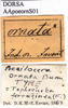 CollectionObject 1538313; ab5aa994-9514-442a-9b9a-fed1bcf69387: labels (holotype of Poecilocera ornata). (CollectionObject).