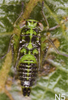 Habitus, lateral view: Nymph (N5). (Observation).