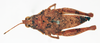 CollectionObject 1540638; 2af90a03-21c7-4d9d-a880-5d0b119aa5f7: female, dorsal view (syntype). (CollectionObject).