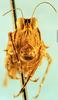 CollectionObject 1505145; a4b30ba0-fcaa-43c2-865f-ef24d6177f96, DORSA D028XF01: female, frontal view (paratype). (CollectionObject).