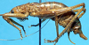CollectionObject 1499285; 13055d19-4a42-4600-9107-4656f39c4738: male, lateral view (holotype). (CollectionObject).